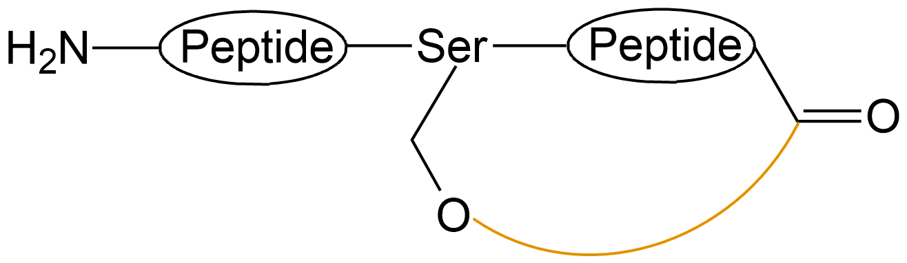 酰胺鍵環(huán)狀多肽(專肽生物www.tsjxdd.com)