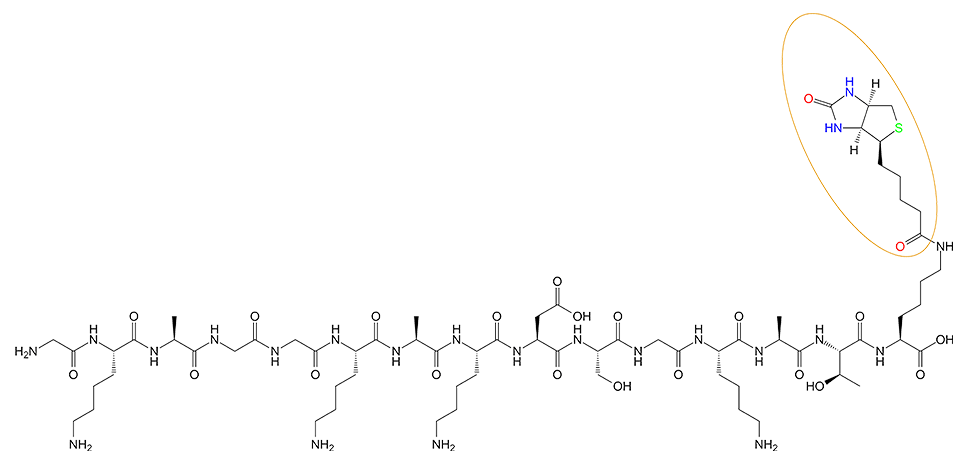 多肽生物素標記的結構(專肽生物www.tsjxdd.com)