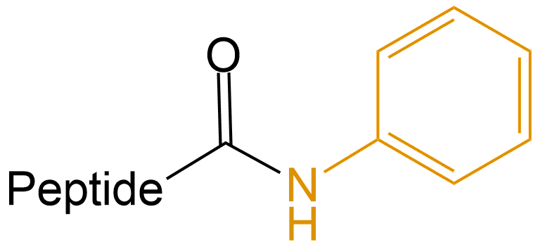 苯胺修飾(專肽生物www.tsjxdd.com)
