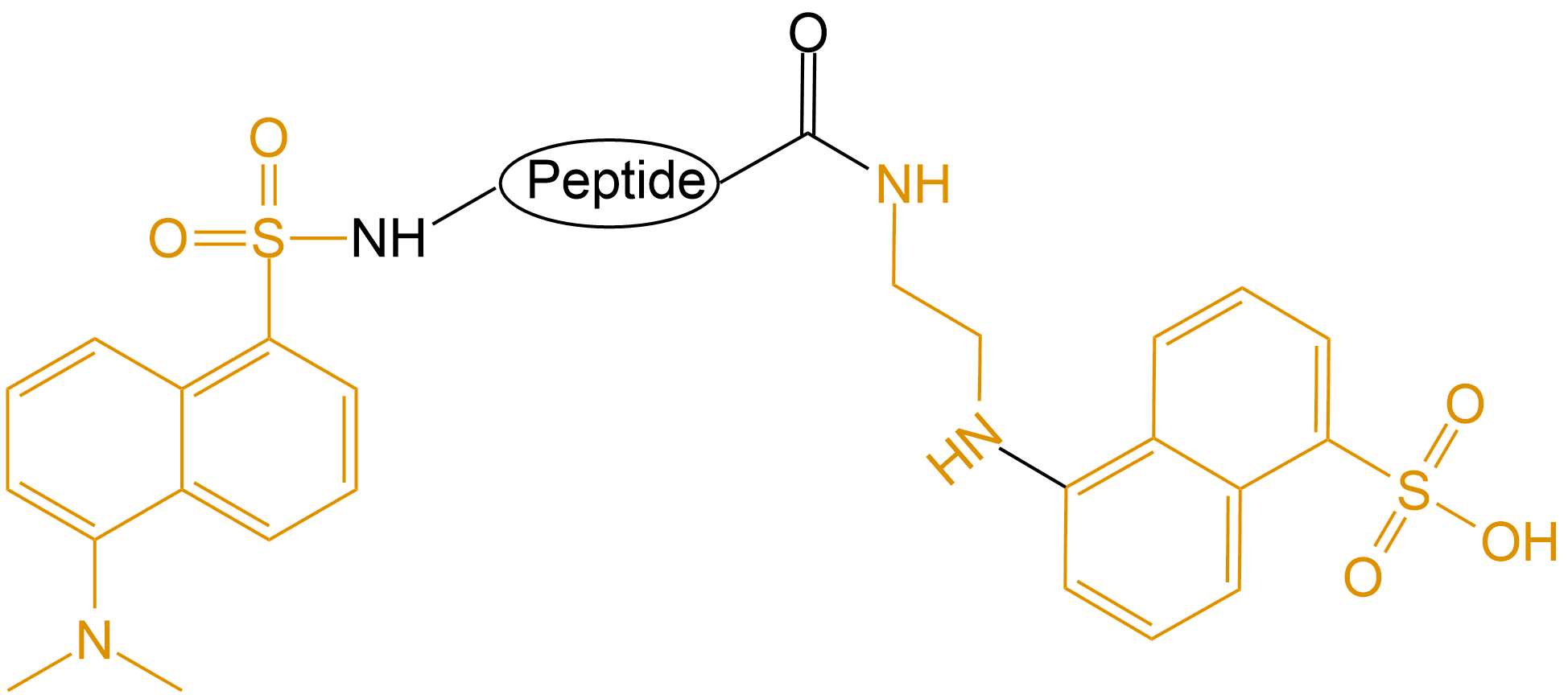 Dansyl和EDANS雙標記(專肽生物www.tsjxdd.com)