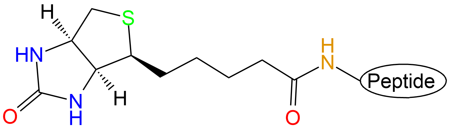 生物素標記多肽(專肽生物www.tsjxdd.com)