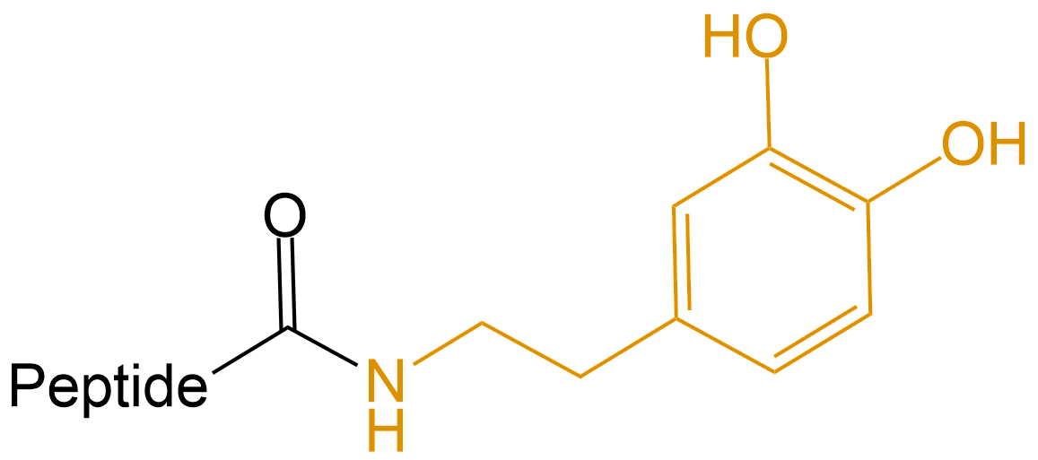 多巴胺修飾(專肽生物www.tsjxdd.com)