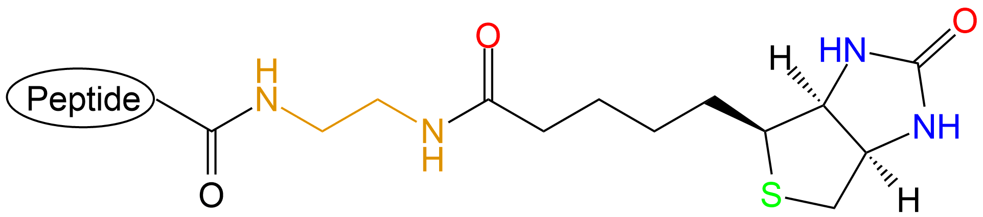 生物素標記多肽(專肽生物www.tsjxdd.com)