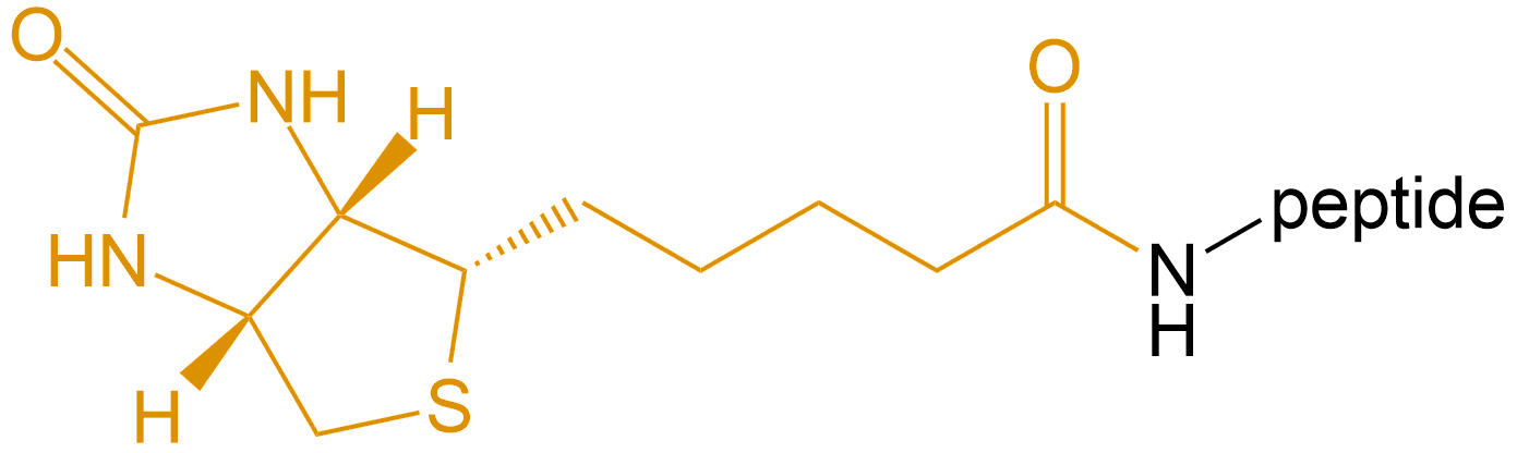 多肽生物素修飾(專肽生物www.tsjxdd.com)