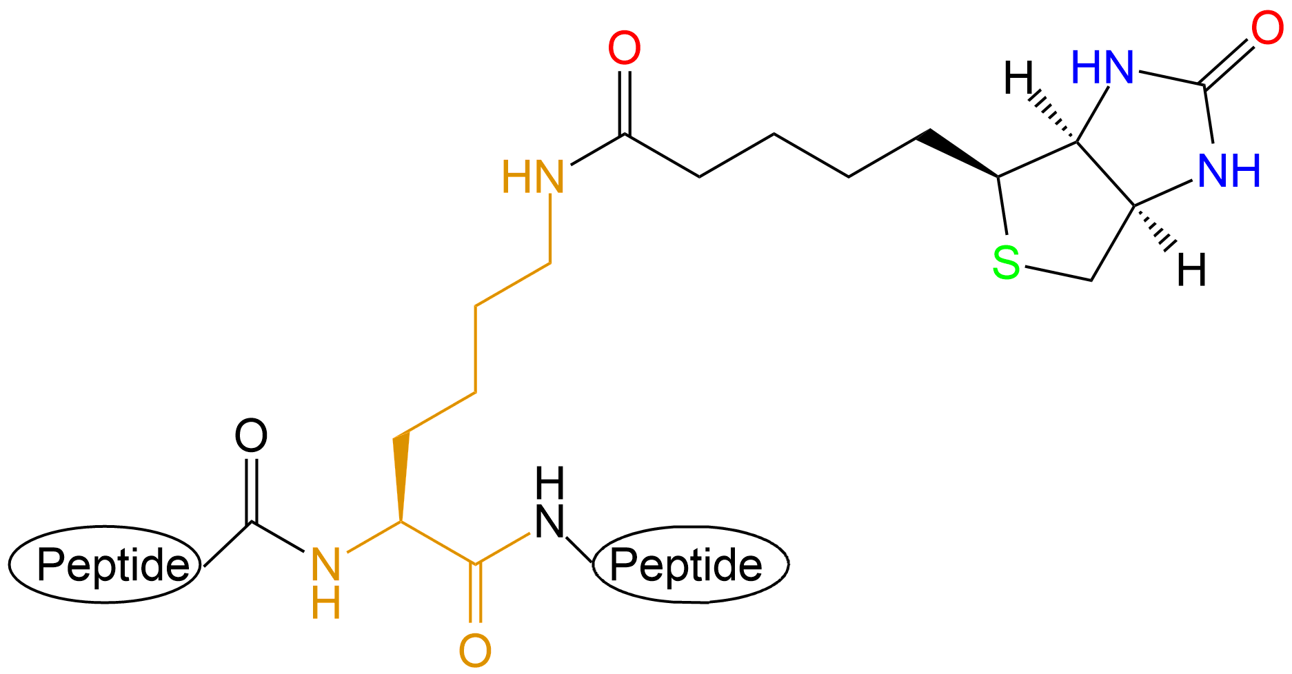 生物素標記多肽(專肽生物www.tsjxdd.com)